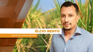 Élcio Bento - Analista da Safras & Mercado