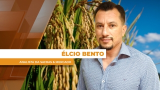 Élcio Bento - Analista da Safras & Mercado