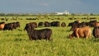 Paulo Pimentel - Líder de Mark. da Linha Pastagem da Corteva Agriscience para Brasil