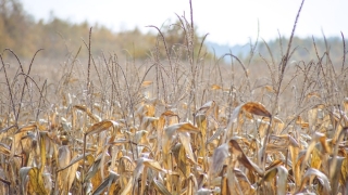 Esther Storch - Diretora Sócia da DASAGRO - Corretora & Consultora de Agronegócios