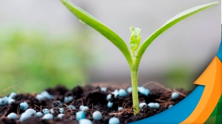 Jeferson Souza - Analista de Fertilizantes da Agrinvest