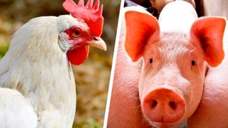 Rodrigo da Silveira Nicoloso - Pesquisador Embrapa Suínos e Aves