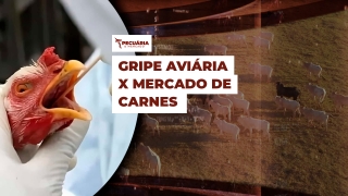 Pecuária e Mercado - Programa Completo