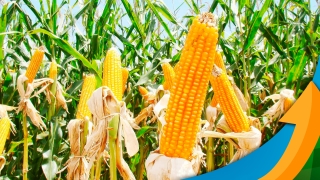 Ademar Oliveira - Gerente de Produtos de Milho da Bayer