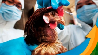 Talita Priscila Pinto - Pesquisadora do Centro de Agronegócio da FGV Agro