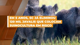 Valdir Colatto - Secretário de Agricultura de Santa Catarina