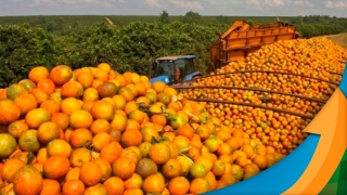 Marisson Marinho - Sup. de Estudos Agroalimentares e da Sociobiodiversidade da Conab