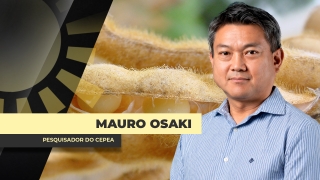 Mauro Osaki - Pesquisador do Cepea