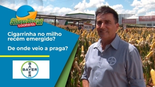Paulo Garollo - Especialista em cultura do milho da Bayer