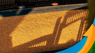 Neivo Fritzen - Produtor Rural