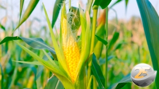 Marcílio Fernandes Marangoni - Engenheiro Agrônomo de Darcinópolis - TO