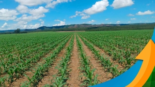 Ionaldo Morais Vilela - Produtor Rural na região de Mineiros/GO