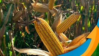 Marcílio Fernandes Marangoni - Engenheiro Agrônomo de Darcinópolis - TO