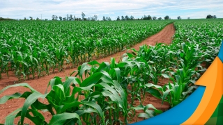 Adão de Pauli - Diretor do Sindicato Rural de Londrina/PR