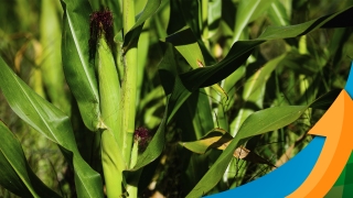 Nivaldo Forastieri - Produtor Rural e Diretor da Foraster Agro