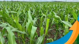 Marcílio Fernandes Marangoni - Engenheiro Agrônomo de Darcinópolis - TO