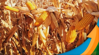 Colheita do milho passa da metade em Amambai/MS e produtividades estão 60% menores