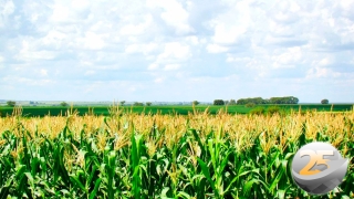 Marcus Vinicius Brasileiro - Engenheiro Agrônomo  da Aiba