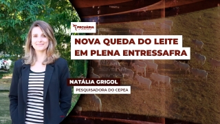 Natália Grigol - Pesquisadora do Cepea