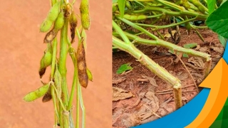 Douglas Marques e Fábio Pittelkon - Ger. de Pesq. da Syngenta e Dir. de Pesq. da Fundação Rio Verde