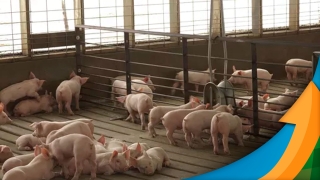 Wagner Hiroshi Yanaguizawa - Analista de Proteína Animal do Rabobank