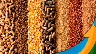Clodys Menacho - Diretor comercial da Alltech do Brasil