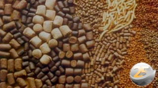 Clodys Menacho - Diretor comercial da Alltech do Brasil