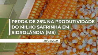 Paulo Renato Stefanello - Presidente do Sindicato Rural de Sidrolândia/MS