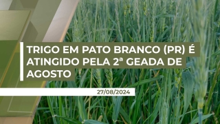 Luiz Parsianello - Trader na Cerealista R. N. Perusso