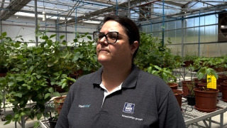 Amanda Augusto - Analista de Desenvolvimento Yara