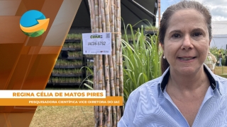 Regina Célia de Matos Pires - Pesquisadora Científica Vice-diretora do IAC