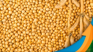Irineu Hartwig - Dir. de Pesquisa e Desenvolvimento de Produtos na SEEDCORP I HO