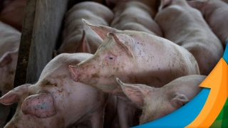 Horrys Friaca - Esp. em Sanidade Agropecuária e Inocuidade de Alimentos
