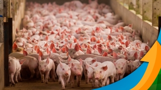 Marcos Antônio Spricigo - Produtor Rural e Proprietário de Frigorífico