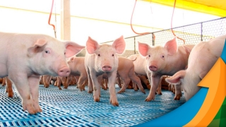 Marcos Antônio Spricigo - Produtor Rural e Proprietário de Frigorífico