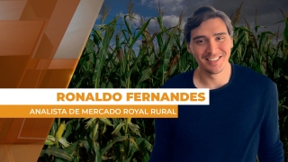 Ronaldo Fernandes - Analista de Mercado Royal Rural