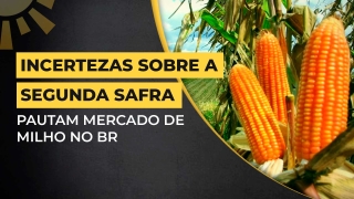 Stefan Podsclan - Consultor de Grãos e Projetos na Agrifatto