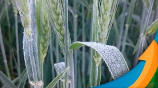 Carlos Hugo Godinho - Engenheiro Agrônomo do Deral