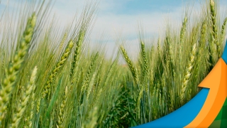 Albano Antônio Strieder - Engenheiro Agrônomo do Sindicato Rural de São Borja/RS