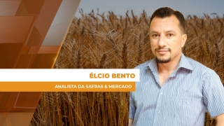 Élcio Bento - Analista da Safras & Mercado