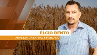 Élcio Bento - Analista da Safras & Mercado