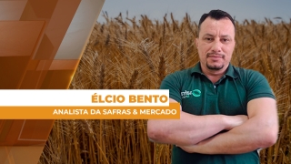 Élcio Bento - Analista da Safras & Mercado