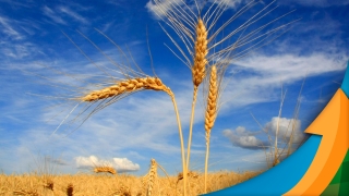 Albano Antônio Strieder - Engenheiro Agrônomo do Sindicato Rural de São Borja/RS