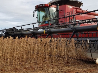 Colheita soja, máquinas, colheitadeira, Lavoura de soja, plantas - Daniel Olivi - 16:9