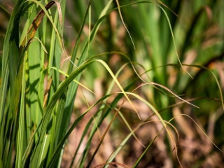 Cana-de-açúcar - Foto: Unica