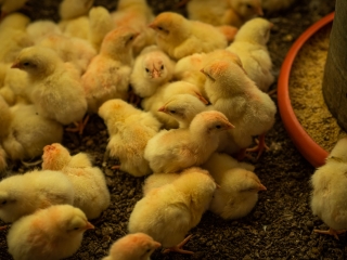 pintinhos cna frango pintos de um dia avicultura aves