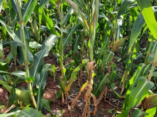 Lavouras de milho na região de Palotina/PR | Carlos Konig