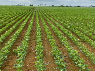 Plantio de Soja - Vanderlei Silva Ataídes - Presidente Aprosoja Pará