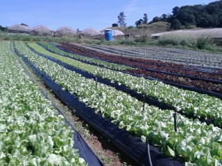 Hortaliças em Louveira (SP). Envio de Luiz Claudinei da Silva