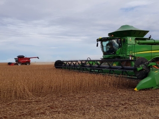 Colheita soja, máquinas, colheitadeira, Lavoura de soja, plantas - Daniel Olivi - 16:9